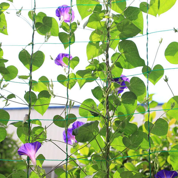 Fruit Plants Fence Plastic